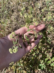 Euphorbia lasiocarpa