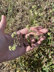 Euphorbia lasiocarpa