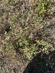 Euphorbia lasiocarpa