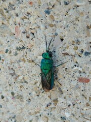 Caenochrysis