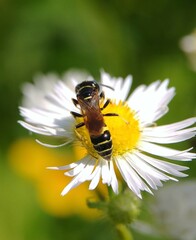 Philanthus bilunatus