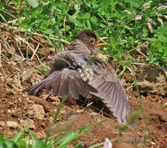 Turdus falcklandii magellanicus