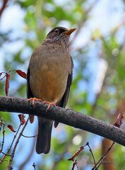 Turdus falcklandii magellanicus