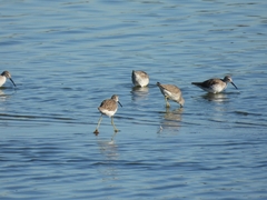 Calidris himantopus