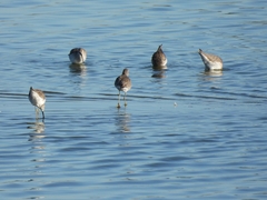 Calidris himantopus