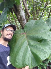 Coccoloba pubescens