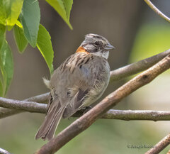 Zonotrichia capensis chilensis