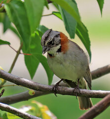 Zonotrichia capensis chilensis