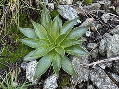 Dudleya lanceolata