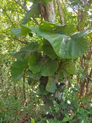 Coccoloba pubescens