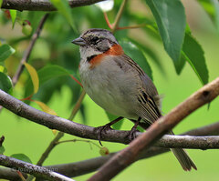 Zonotrichia capensis chilensis