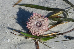 Lytechinus variegatus