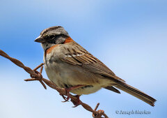 Zonotrichia capensis chilensis