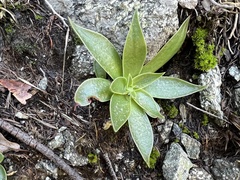 Dudleya lanceolata