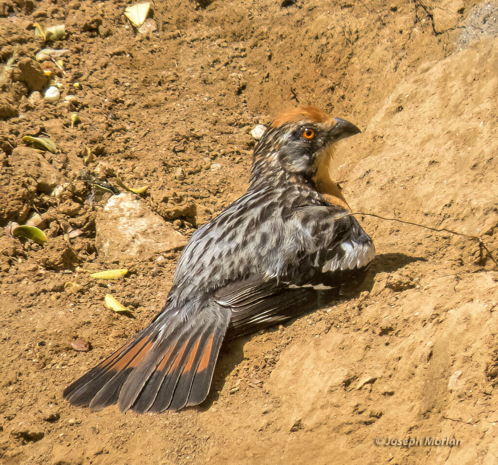 Rufous-tailed Plantcutter