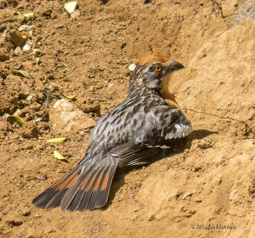 Rufous-tailed Plantcutter