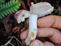 Russula