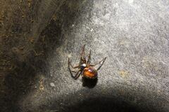 Steatoda bipunctata