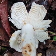 Russula