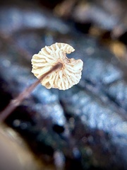 Collybiopsis quercophila