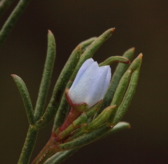 Cyanothamnus ramosus anethifolia