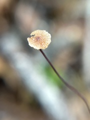 Collybiopsis quercophila