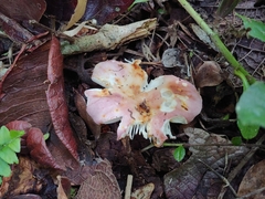 Russula