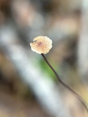 Collybiopsis quercophila