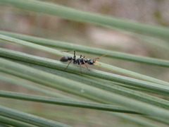 Myrmecia pilosula