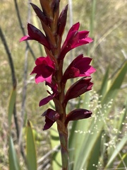 Watsonia pulchra