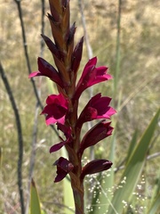 Watsonia pulchra