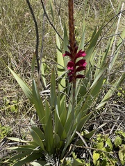 Watsonia pulchra