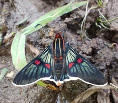 Amenis pionia