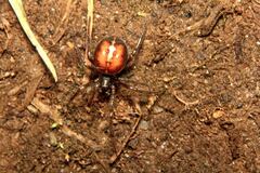 Steatoda bipunctata