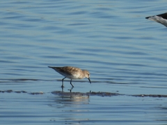 Calidris fuscicollis