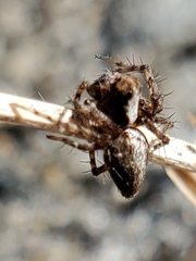 Oxyopes scalaris