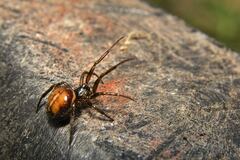 Steatoda bipunctata