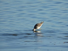Calidris fuscicollis