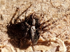 Oxyopes scalaris