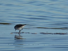 Calidris fuscicollis