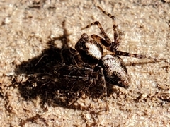 Oxyopes scalaris