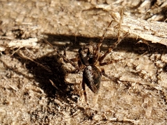 Oxyopes scalaris