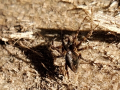 Oxyopes scalaris