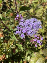 Conoclinium coelestinum