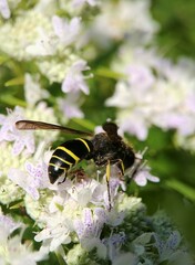 Ancistrocerus antilope