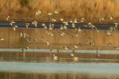Calidris alpina