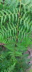 Pteridium aquilinum
