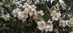 Eucryphia cordifolia