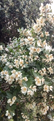 Eucryphia cordifolia