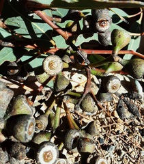 Eucalyptus fibrosa